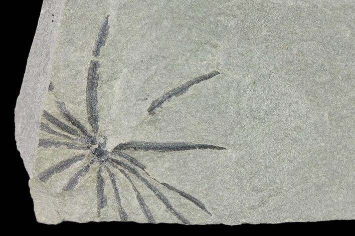 Pennsylvanian Fossil Horsetail (Annularia) - Kentucky #136788